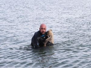 Donmak üzere olan köpek için seferber oldular