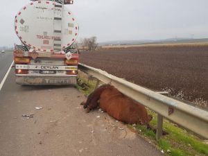 TIR yola çıkan ata çarptı