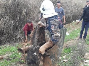 Çamura saplanan inek kurtarıldı