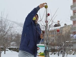 Kuşlar için ağaçları elmalarla donattı