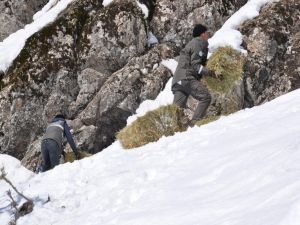 Bingöl'de aç kalan yaban hayvanları için yem bırakıldı