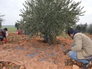 Yağışlar zeytin hasadına yaradı