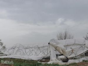 Şiddetli yağış seralara zarar verdi