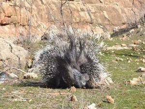 Nesli tükenen oklu kirpiyi öldüren 3 şahıs tutuklandı