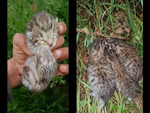 Diyarbakır'da leopar yavruları görüldü