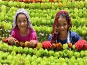 "Gaziantep'te Hasat Mevsimi" fotoğraf yarışması