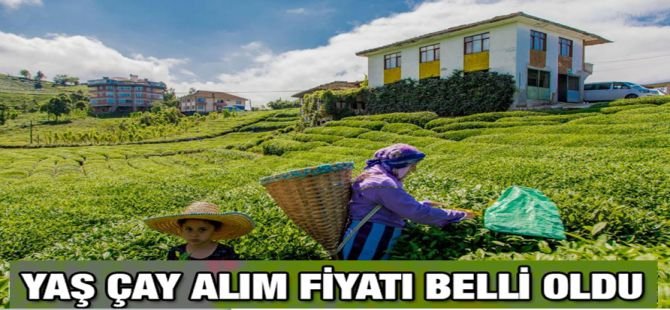 Yaş çay bedeli belli oldu