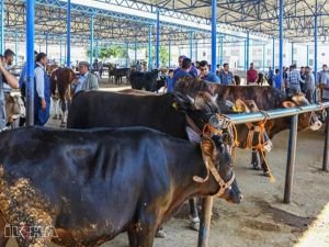 Kasaplar: Et fiyatlarındaki artışın sebebi hayvan sayısının azlığındandır