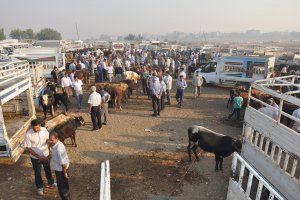Batman’da canlı hayvan nakil uyarısı