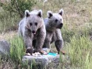 Nemrut Dağı'ndaki bozayı yavruları çöpten beslenirken görüntülendi