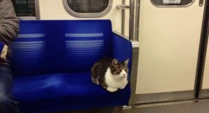 Tokyolu kedi Metronun patronu