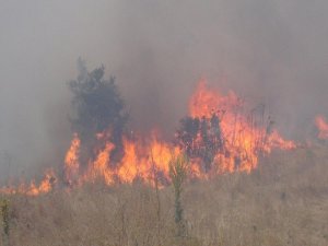 Trabzon'un 11 ilçesinde örtü yangınları