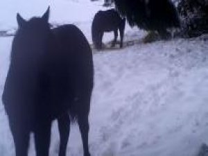 Yem bırakılan yaban hayvanlarının beslenme anları foto kapana takıldı