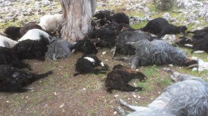 Babasına öfkelendi! 239 keçiyi telef etti