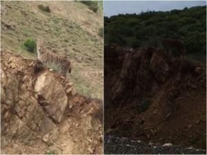 Nesli tükenmekte olan vaşak Elazığ'da görüldü