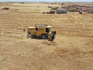 Barış Pınarı bölgesinde hasat başladı