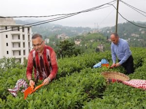 Çay hasadı başladı