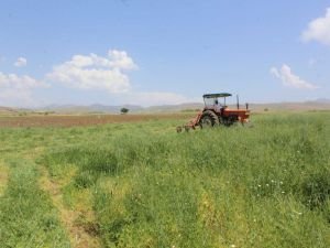 Elazığ Kovancılar'da fiğ hasadı başladı