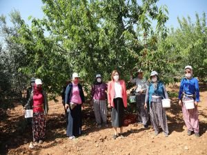 Gaziantep’te kiraz hasadı başladı