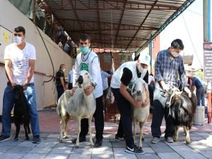 Malatya Umut Kervanı yüzlerce aileye kurban eti dağıtmaya başladı