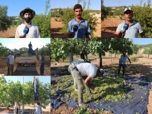 Şanlıurfa’da kavurucu sıcaklıkta fıstık hasadı yapılıyor