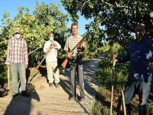 Fıstık üreticilerinin hırsızlarla imtihanı başladı