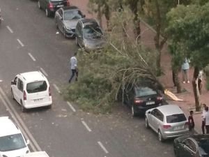 Batman’da fırtına ağaç devirdi