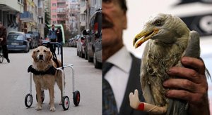 Köpeğe yürüteç takıldı