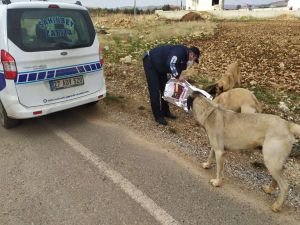 Gaziantep’te sokak hayvanlarına yiyecek bırakıldı