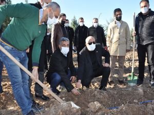 “Şehit Yasin Börü Ormanı”na 20 bin lavanta fidanı dikildi