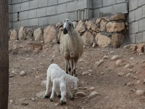 Yeni doğan 6 ayaklı kuzu görenleri şaşırtıyor