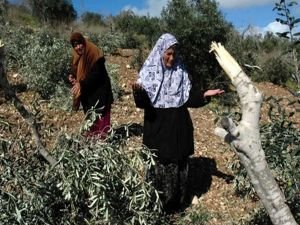 Siyonistler El-Halil'de 100'den fazla zeytin fidanını söktü