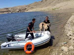 Batman’da suya düşen köpek kurtarıldı