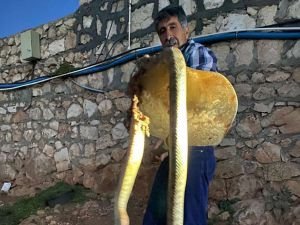 Tavuklarını yiyen koca yılanı tüfekle öldürdü