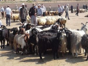 Kuraklık kurbanlık ve yem fiyatlarını yükseltti