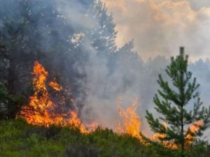 Foça'daki yangın söndürüldü