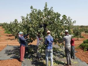 Antep fıstığında hasat sezonu yaklaşıyor