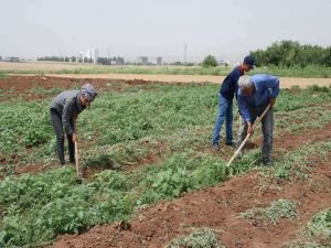 42 derece sıcaklıkta toprağı işleyerek geçimlerini sağlıyorlar