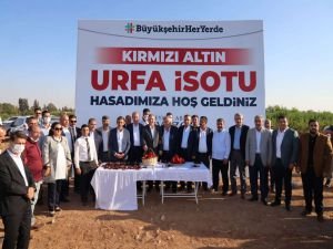 Şanlıurfa'da ilk isot hasadı yapıldı