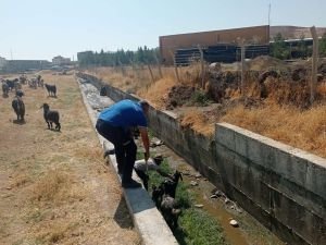 Atık su kanalına atlayan 50 keçiyi itfaiye ekibi kurtardı