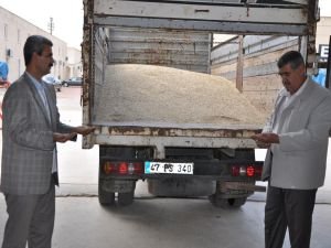 Mardin’de ilk arpa hasadı