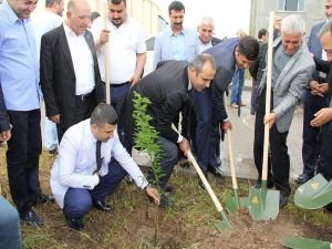 Cizre'de silah değil 2 bin fidan!