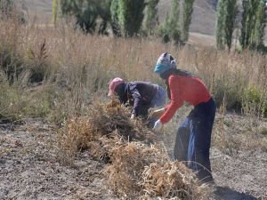 Kayseri’de kuru fasulye hasadı başladı