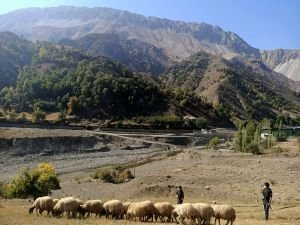 Kaybolan sürü drone ile bulundu