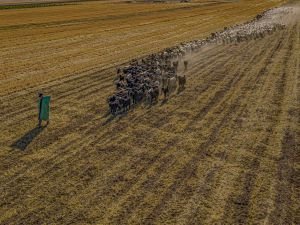 Yem ve saman fiyatlarının artışı hayvancılığı bitirme noktasına getirdi