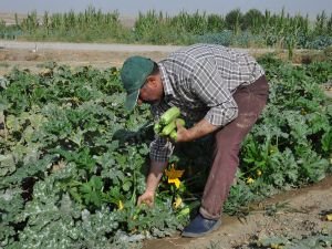 Kabak hasadına devam eden çiftçiler destek bekliyor