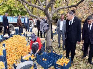 Adıyaman'da hurma hasadı başladı