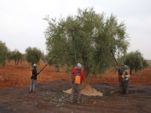 Gaziantep’te zeytin hasadı başladı