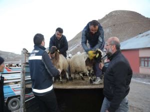 Selde hayvanları telef olan yetiştiricilerin zararı karşılandı