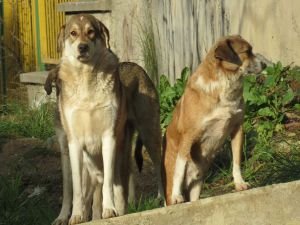 Köpeklerden kaçarken araba çarpan temizlik işçisi öldü